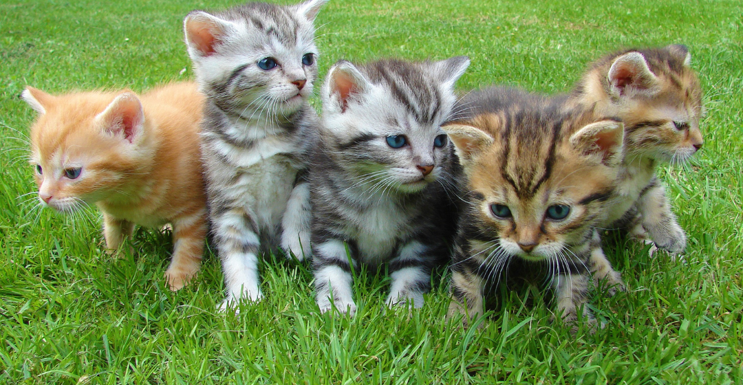 Comprendre le Comportement des Chats : Guide pour une Coexistence Harmonieuse